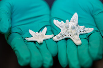 Gloved hands holding two sea stars