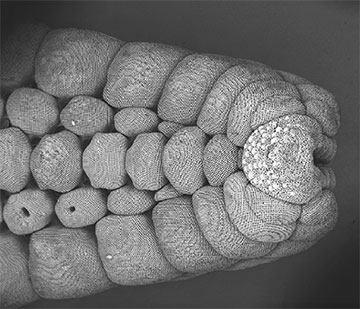 SEM of sea star exoskeleton