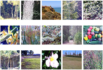Collection of nature images