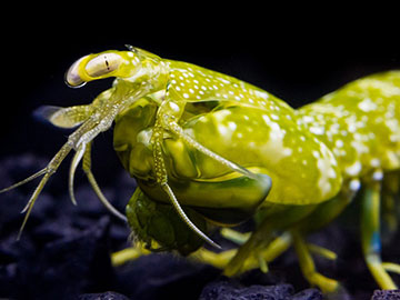 How the Mantis Shrimp Eye Senses Color