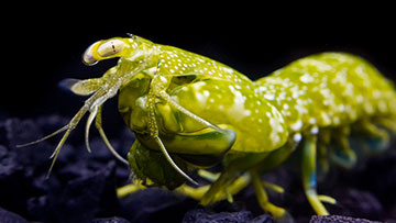 Meeri 2 Optics & Photonics News - How the Mantis Shrimp Eye Senses Color