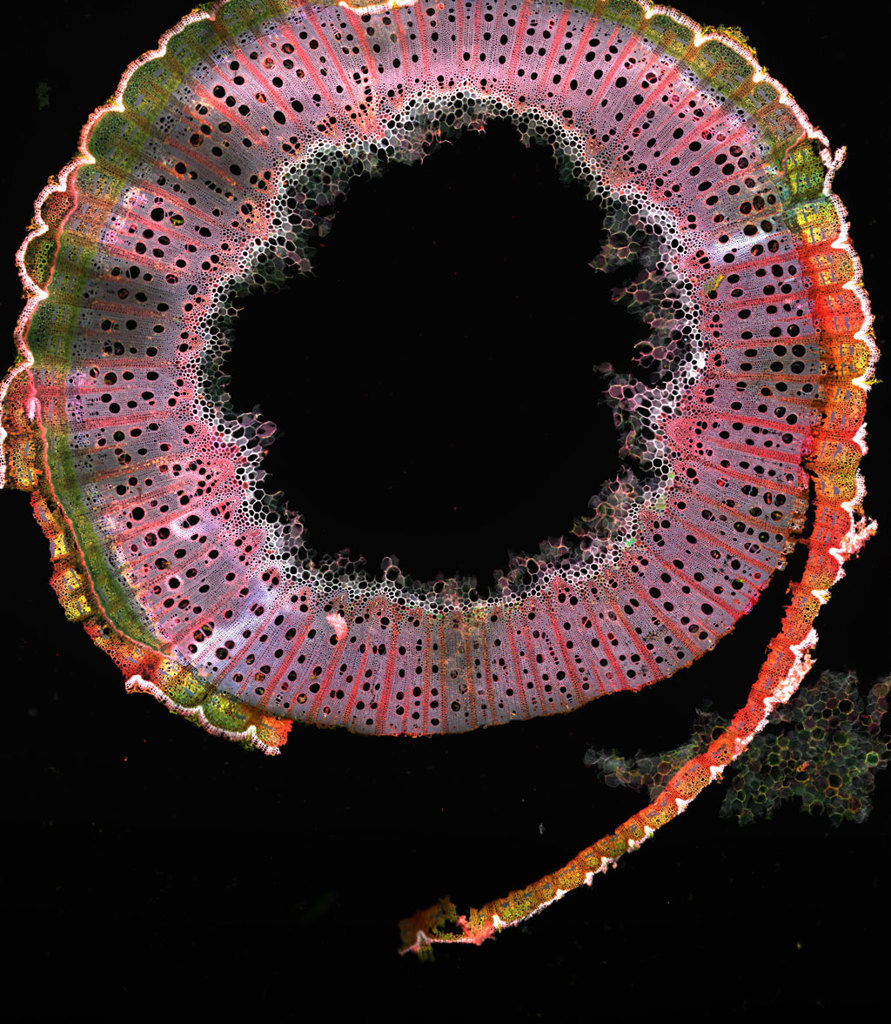 Plant 9 for our Spätlese  thumbnail