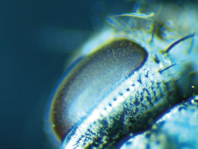 Bluebottle Fly Eye