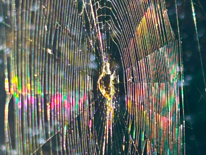Spider Rainbow