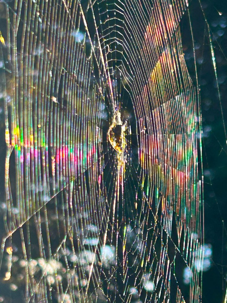 Spider Rainbow thumbnail