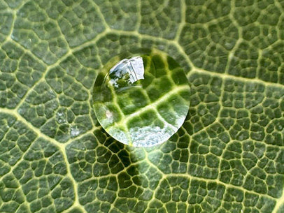 A raindrop resting on a leaf forms a near-perfect sphere
