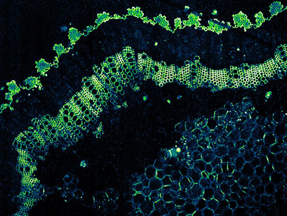 Stem Autofluorescence