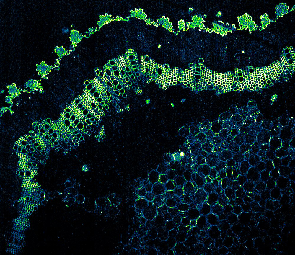 Stem Autofluorescence