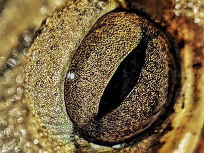 Shiny, Tiny Eyes