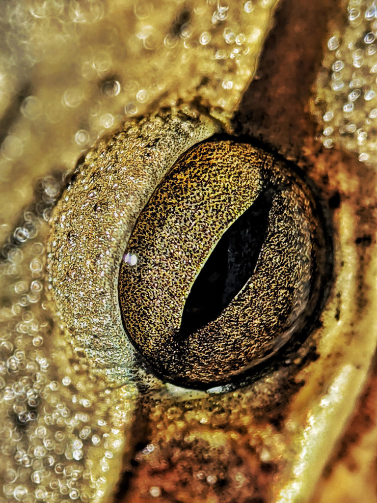 Shiny, Tiny Eyes   thumbnail